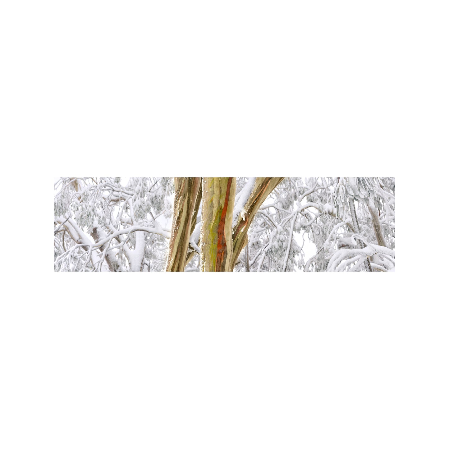 Snow Gum Study 1