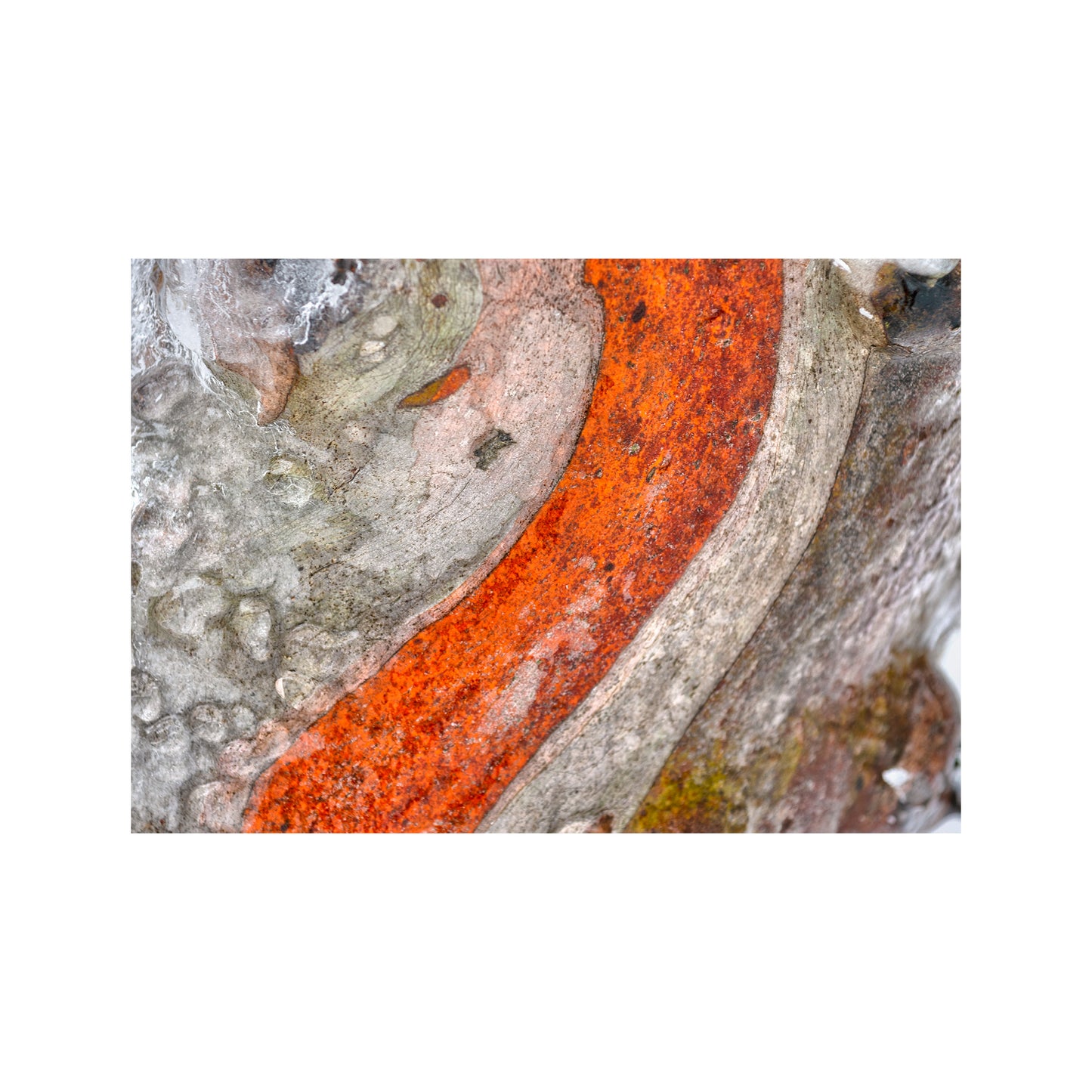 Fiesta Orange Bark