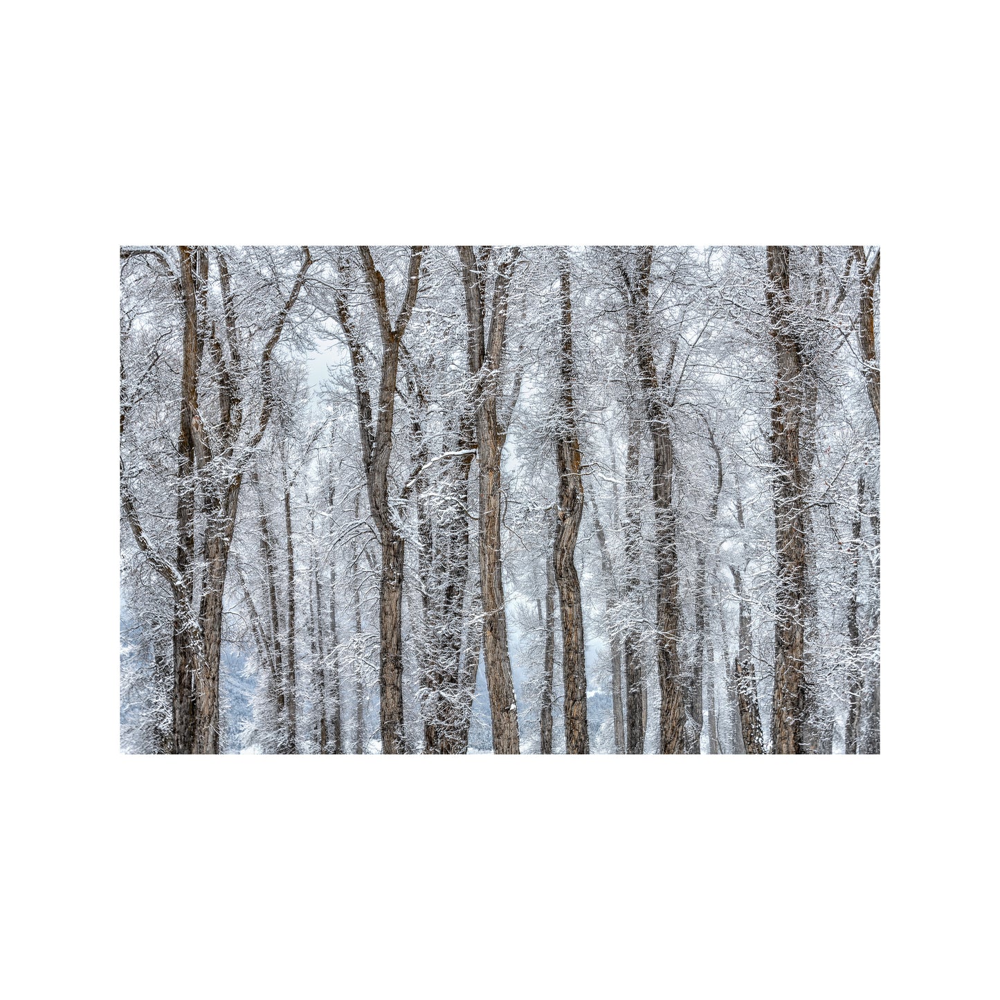 Winter Cottonwoods