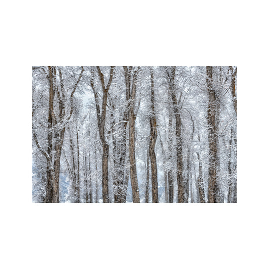 Winter Cottonwoods