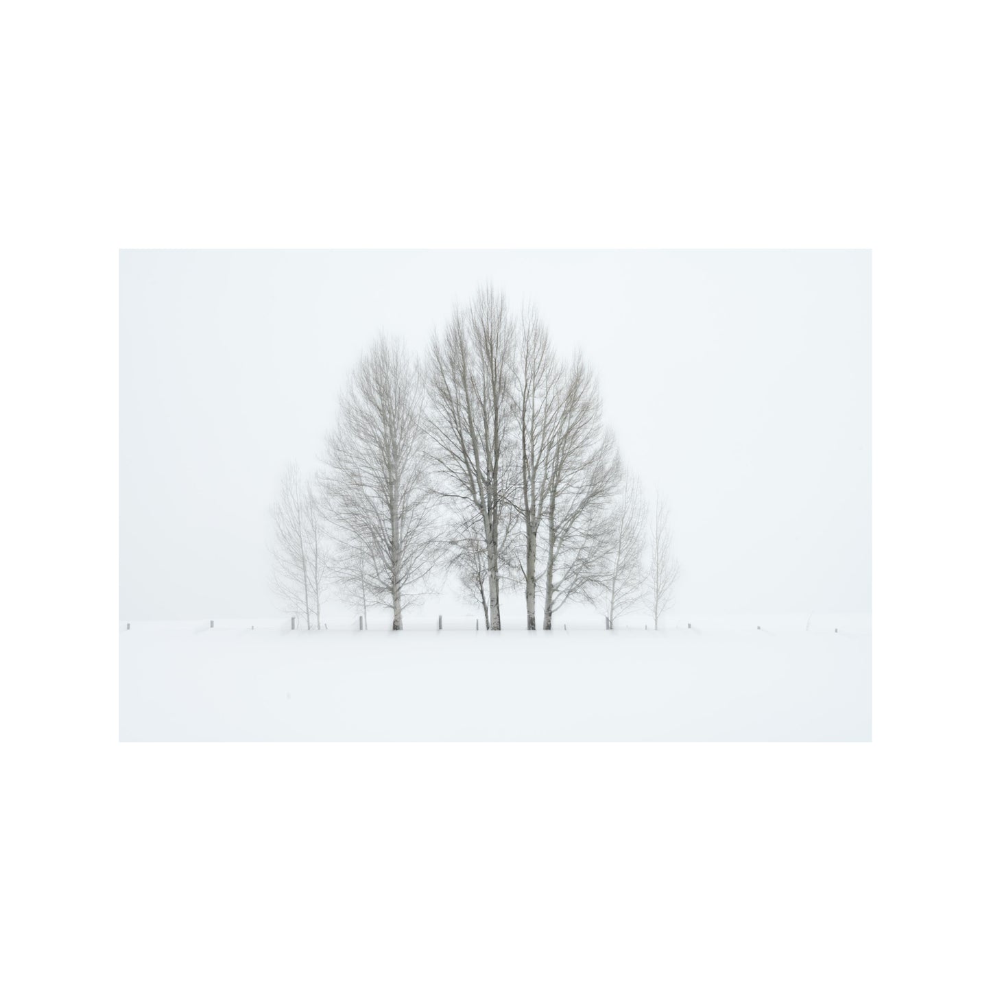 Winter Aspens in the field