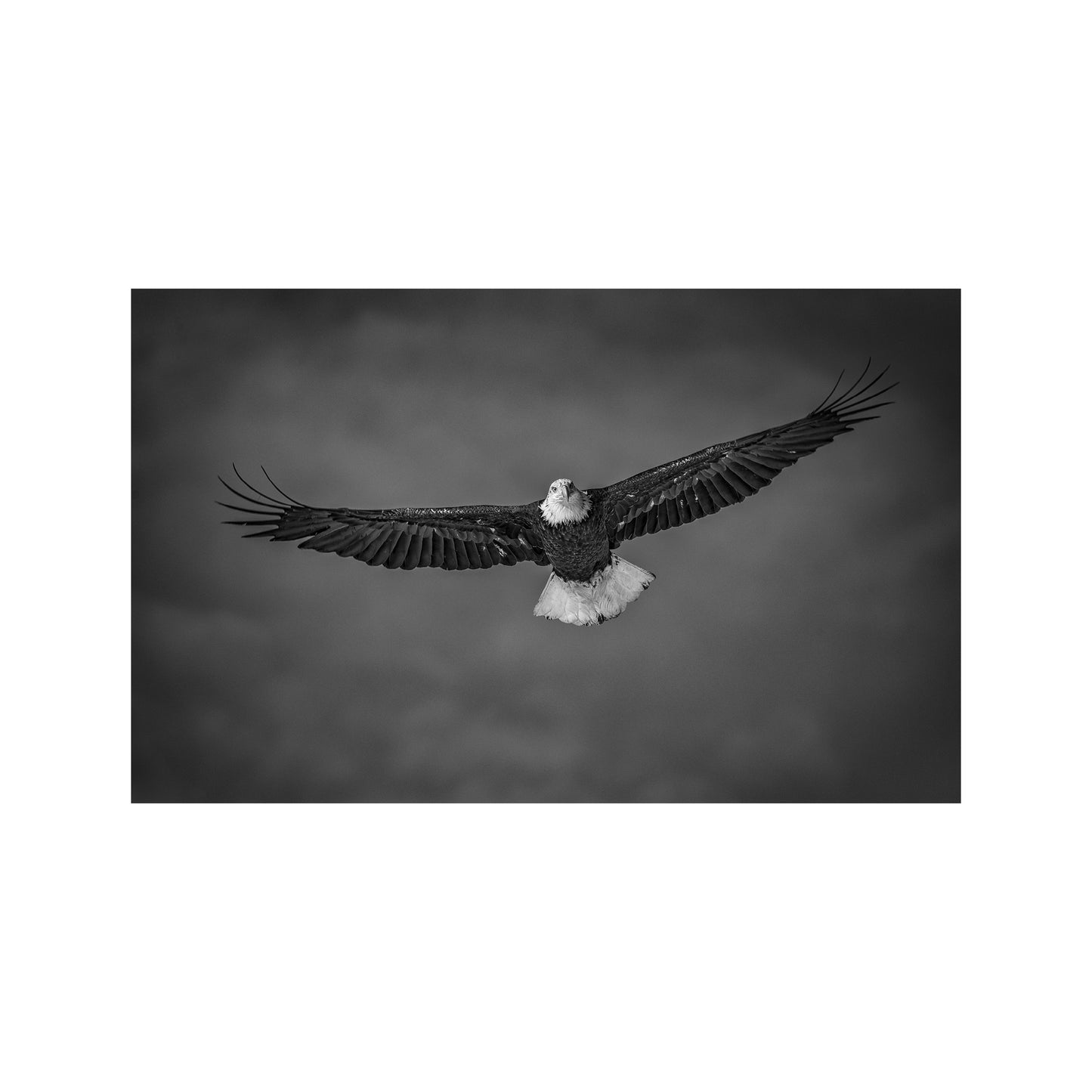 Eagle Eye in B&W